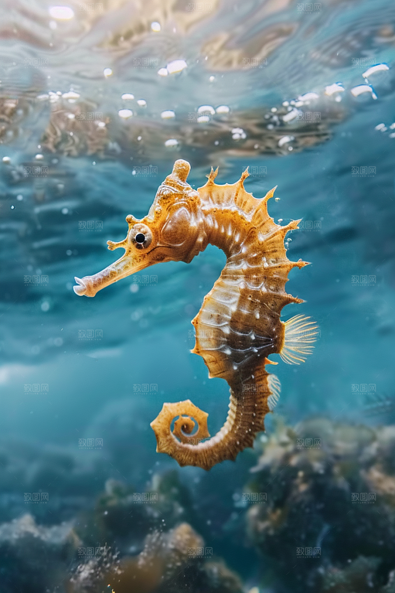 海马海洋生物环保素材