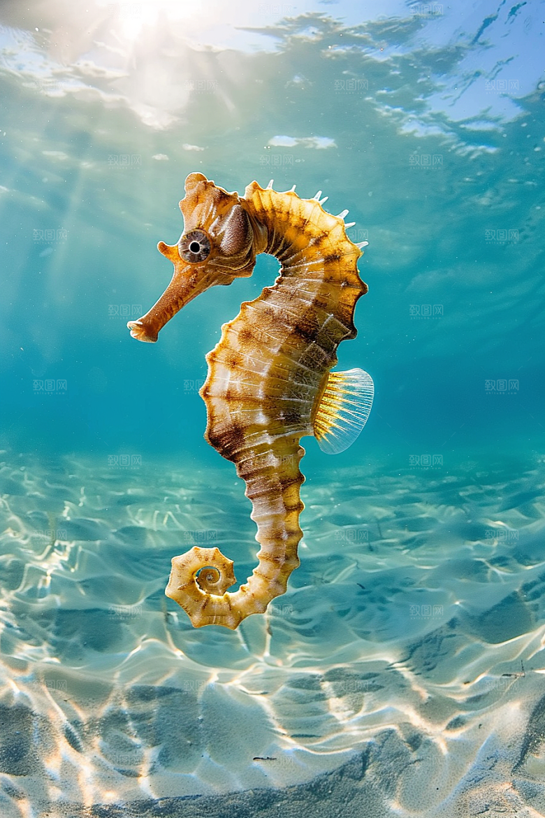 海马保护动物保护环境素材