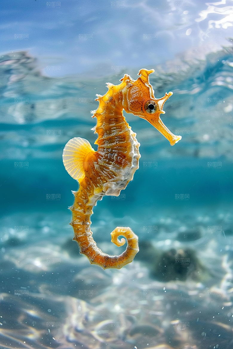 海马珊瑚礁海底素材