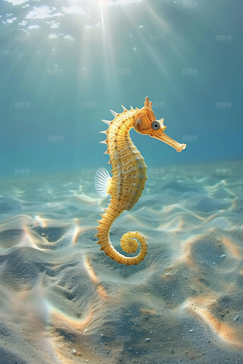 海马海洋生物珊瑚礁素材