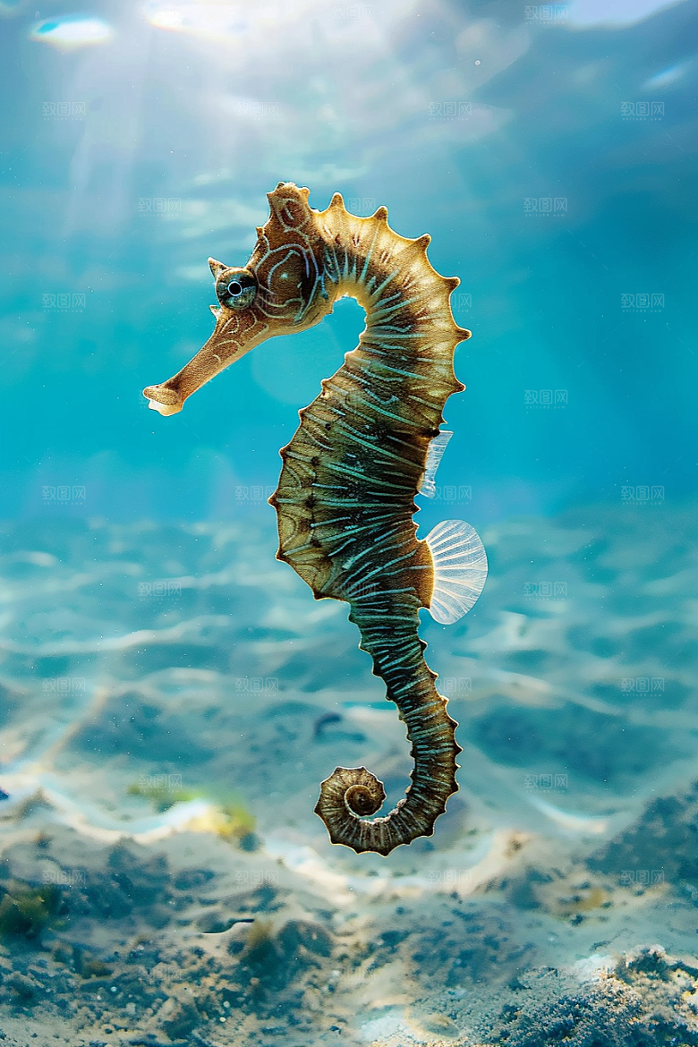海马保护动物海底素材