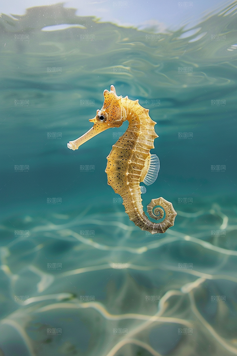 海马生态保护环境素材