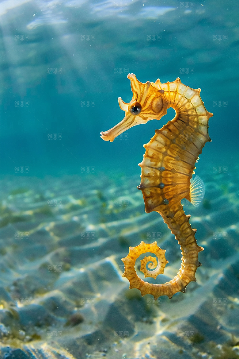 海马大海保护动物素材