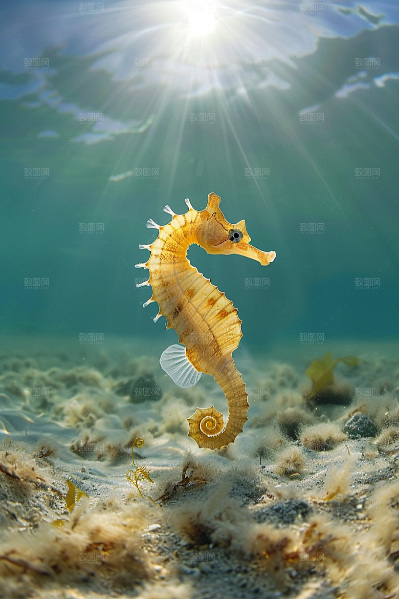 海马环保高清素材