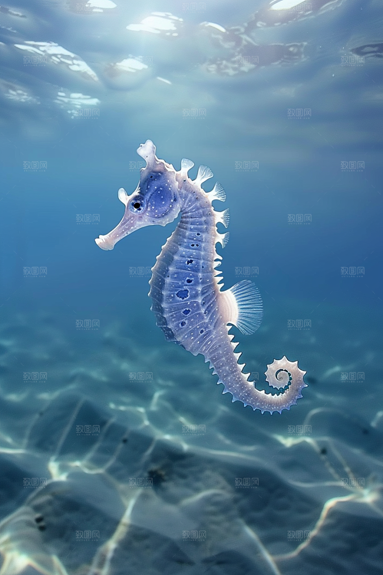 海马自然海洋生物素材