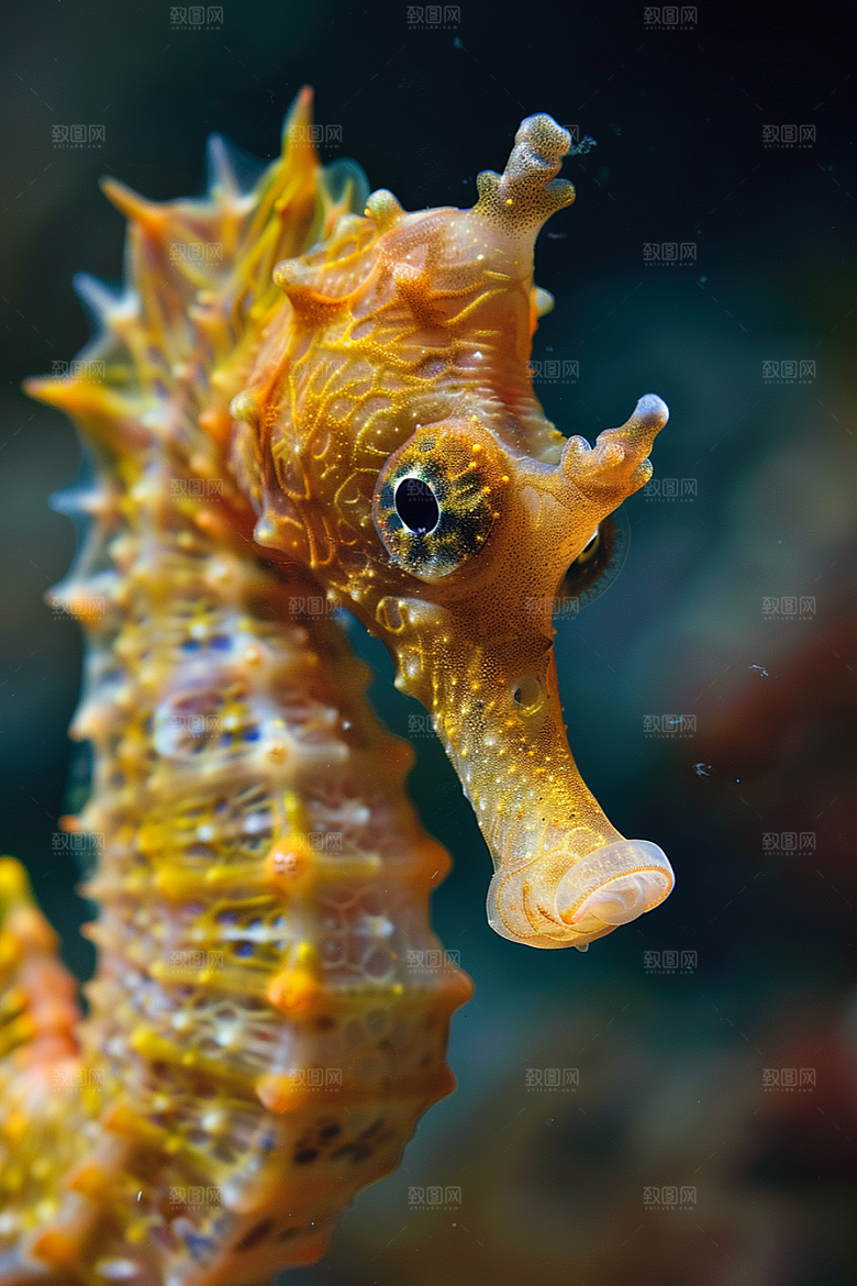 海马保护环境海底素材