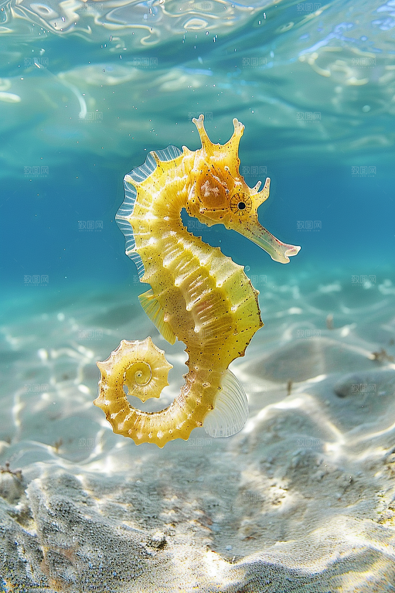 海马海底环保素材