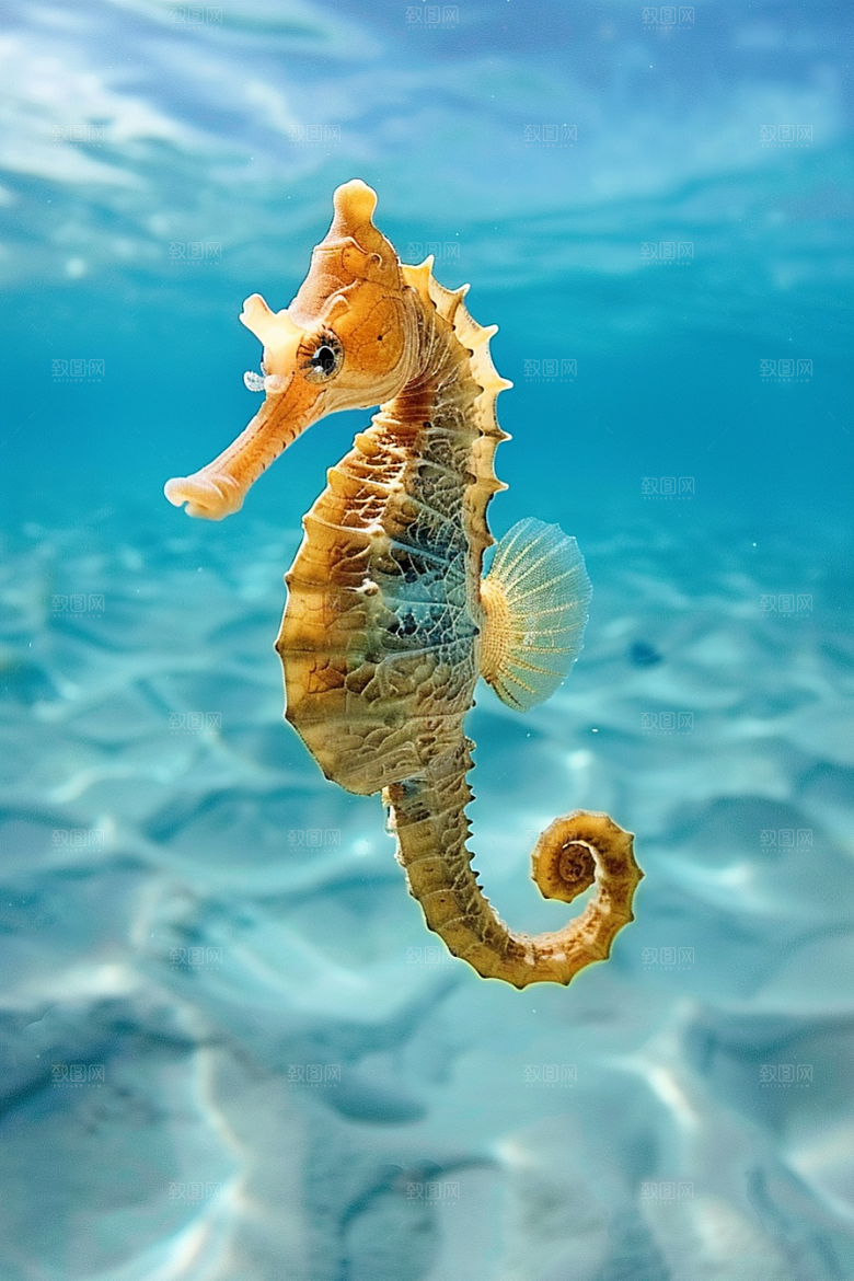 海马保护环境珊瑚礁素材