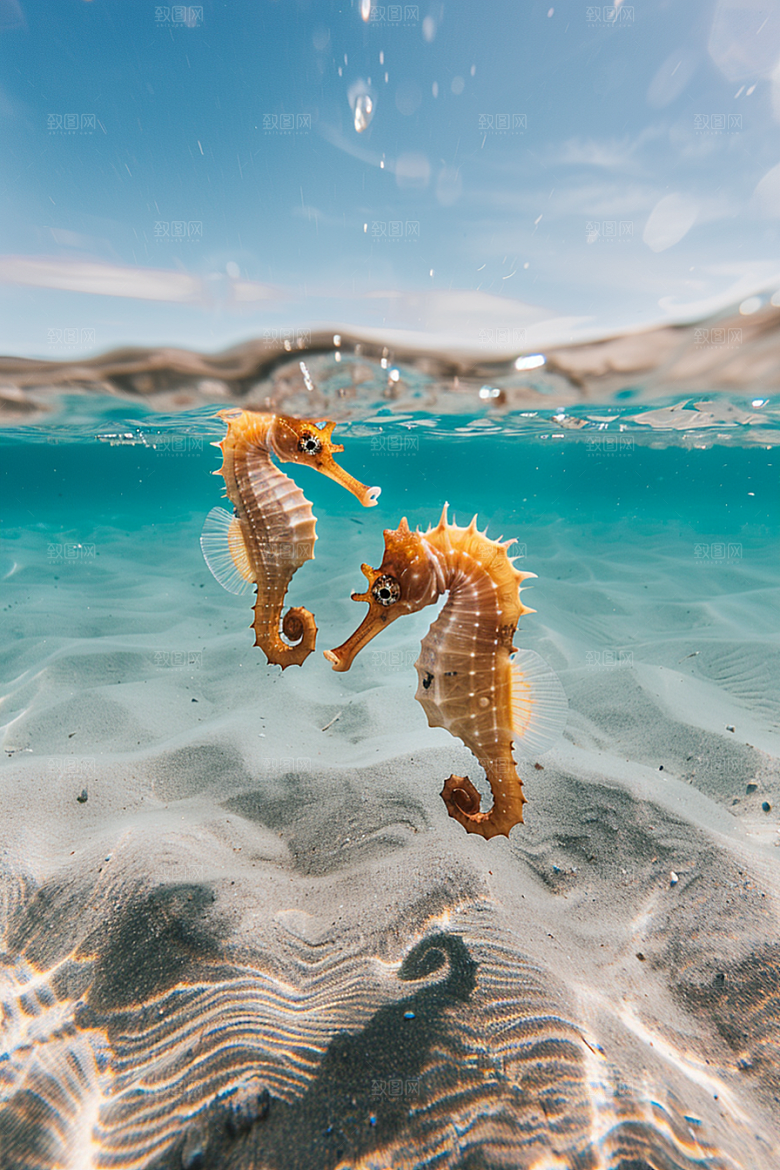 海马环保海底素材