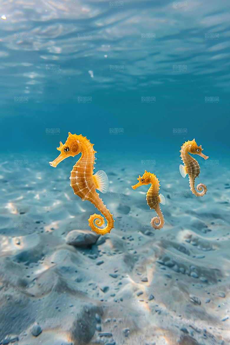 海马环保保护动物素材