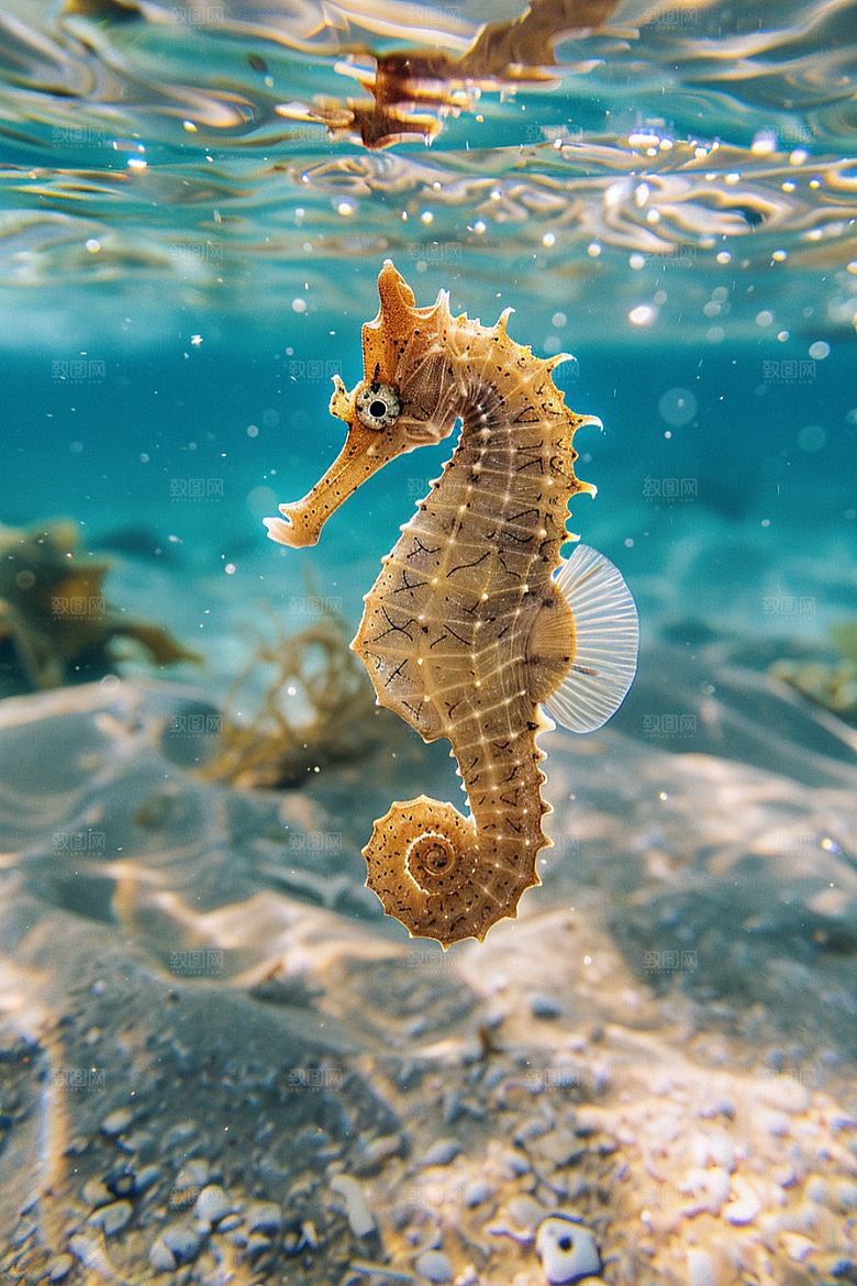 海马生态环保素材