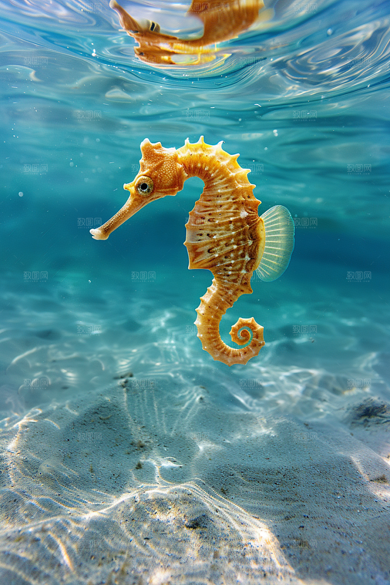 海马珊瑚礁高清素材