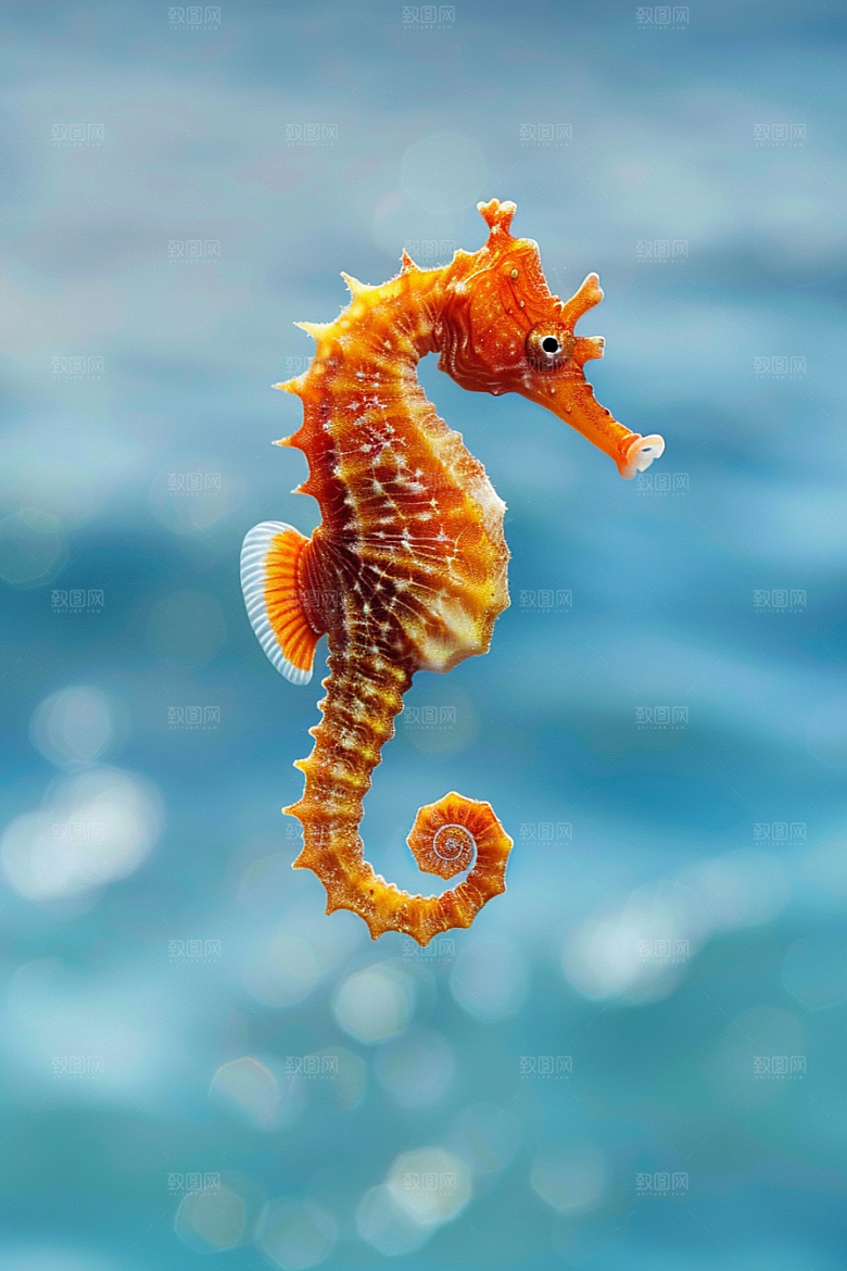 海马生态海洋生物素材