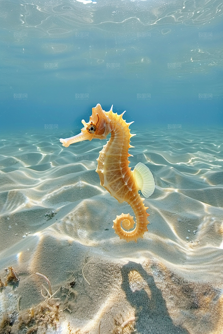 海马海底珊瑚礁素材