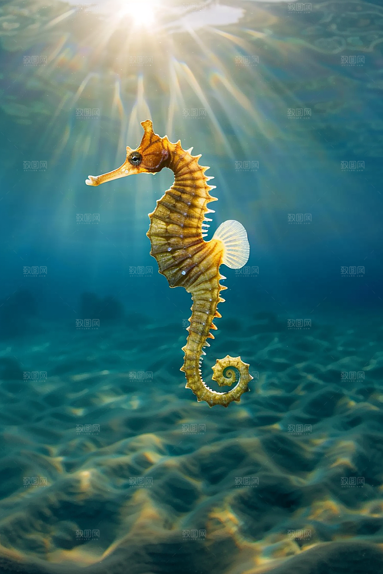 海马自然生态素材