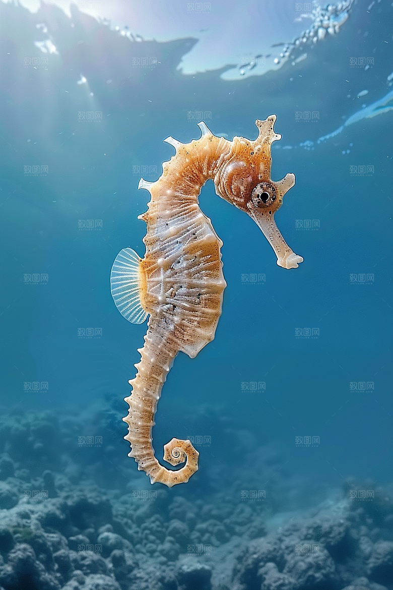 海马自然海洋生物素材