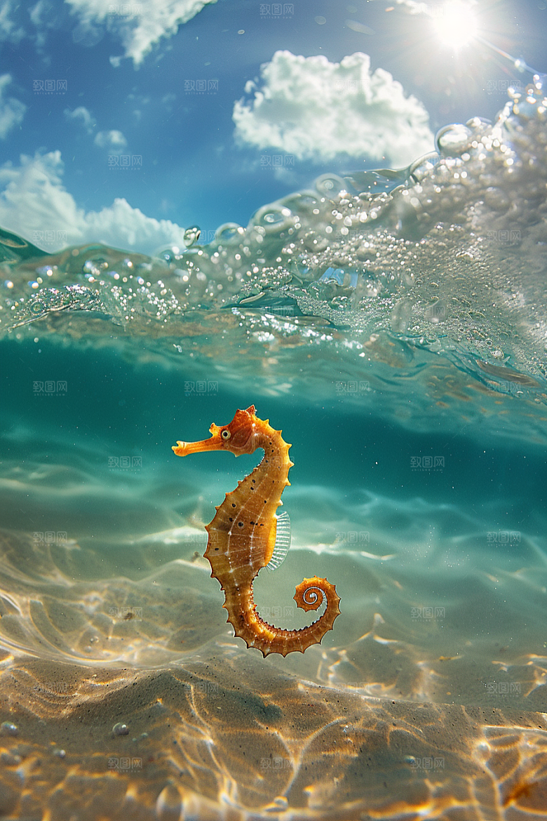 海马大海保护动物素材