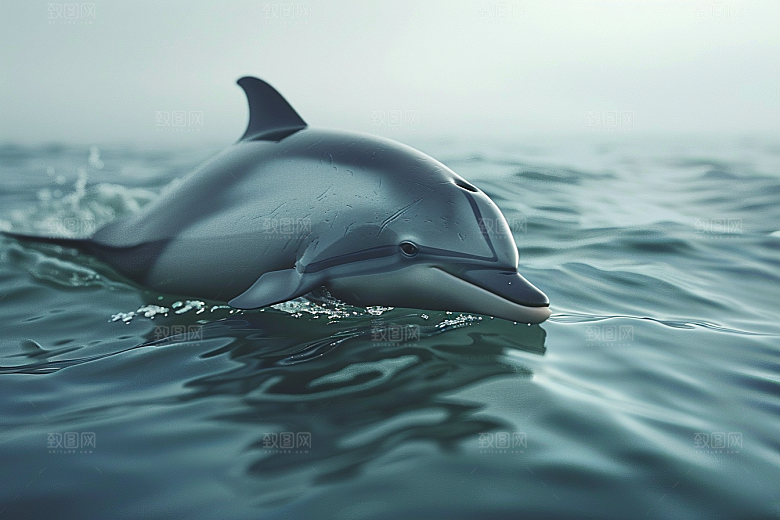 海豚动物海洋生物素材