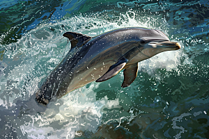 海豚动物保护动物素材