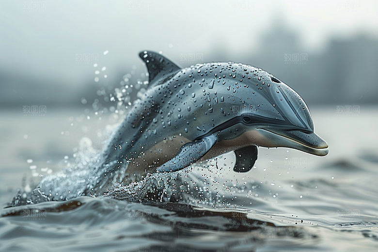 海豚海洋生物保护动物素材