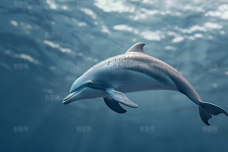 海豚环保海洋生物素材