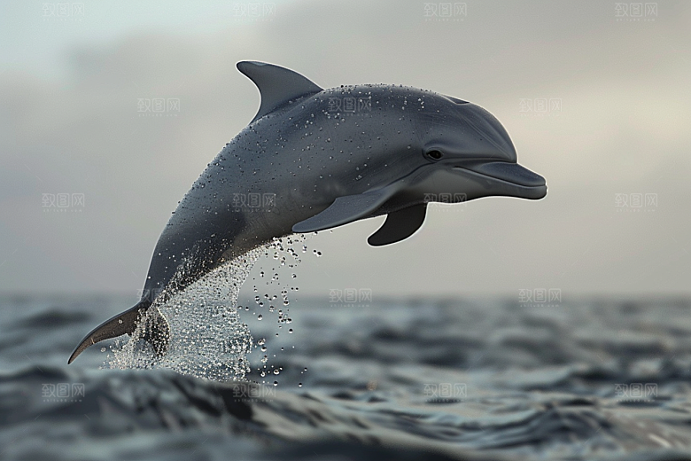 海豚大海生灵海洋生物素材