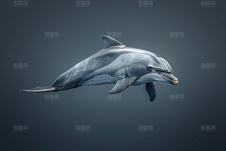 海豚游泳海洋生物素材