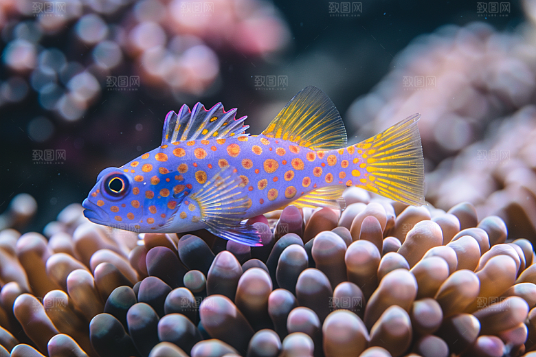 海洋鱼类海鱼自然摄影图