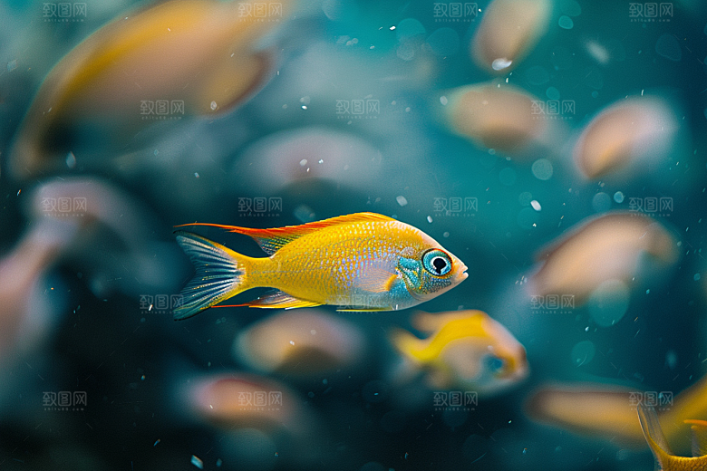 海洋鱼类鱼类海鱼摄影图