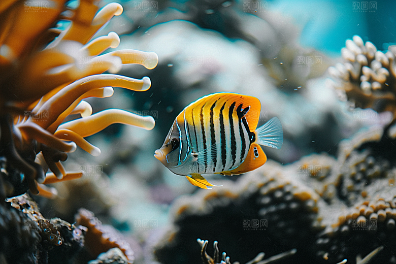 海洋鱼类彩色热带鱼摄影图