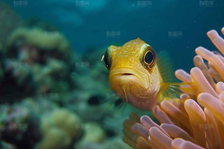 海洋鱼类珊瑚礁缤纷摄影图