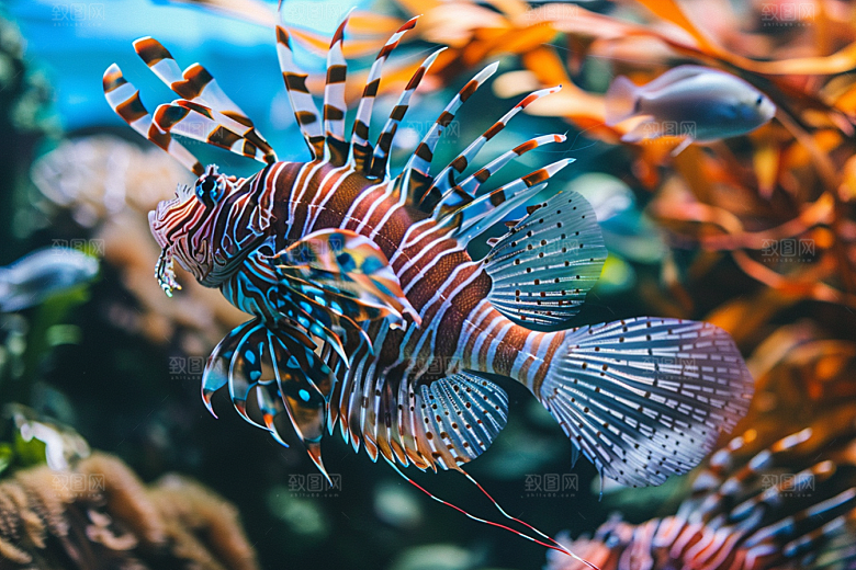 海洋鱼类海水环保摄影图