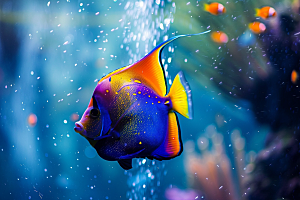 海洋鱼类自然环保摄影图