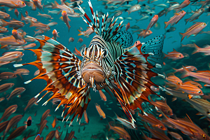 海洋鱼类大海缤纷摄影图