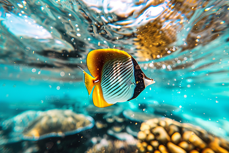 海洋鱼类彩色海水摄影图