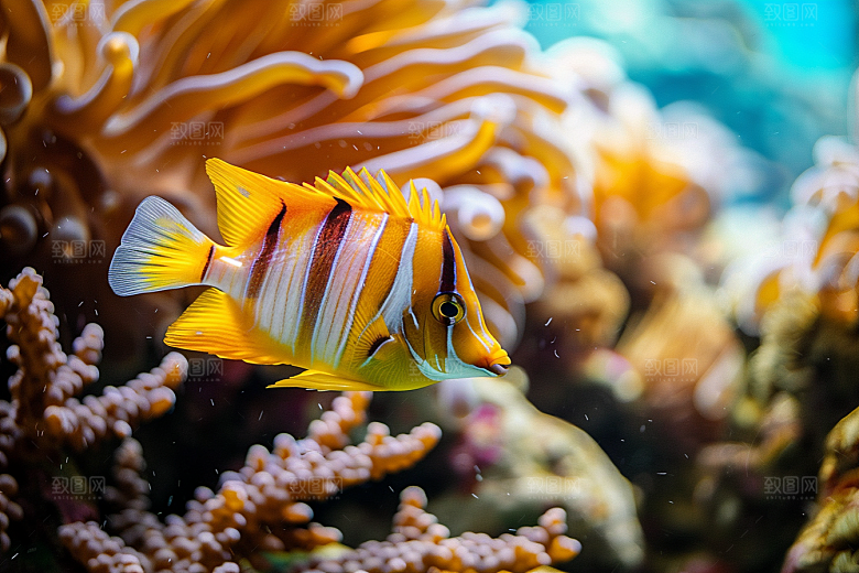 海洋鱼类海水海鱼摄影图