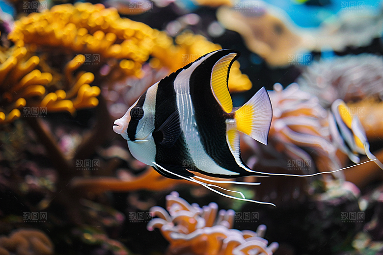 海洋鱼类海水海鱼摄影图
