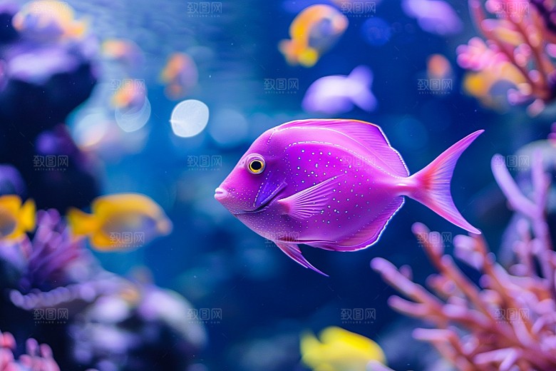 海洋鱼类高清鱼群摄影图