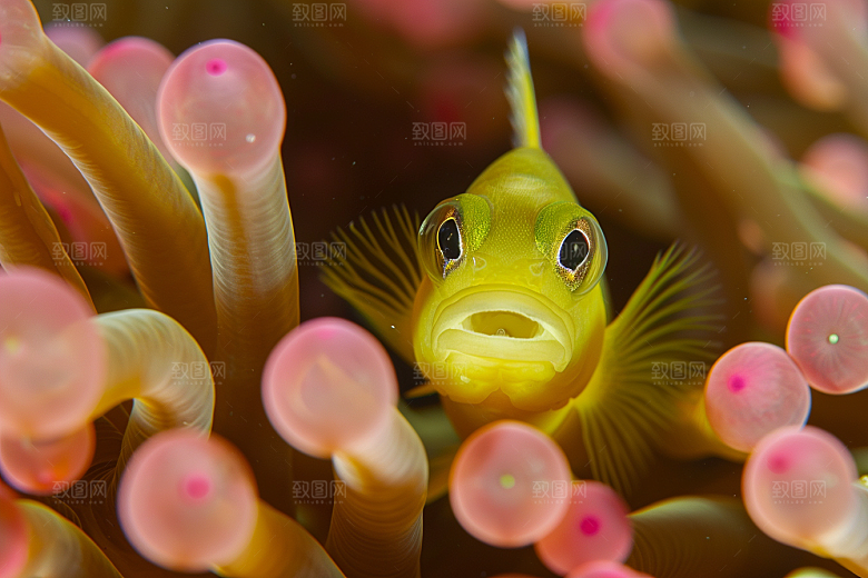 海洋鱼类珊瑚礁海鱼摄影图