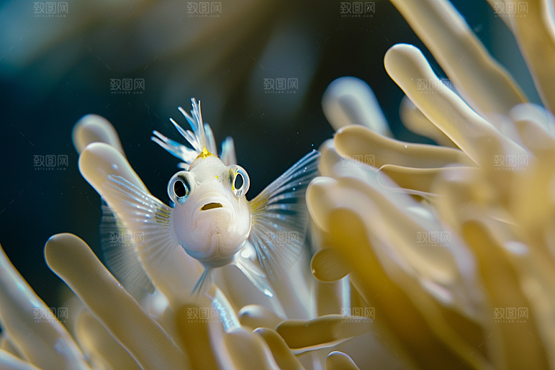海洋鱼类海底世界海鱼摄影图