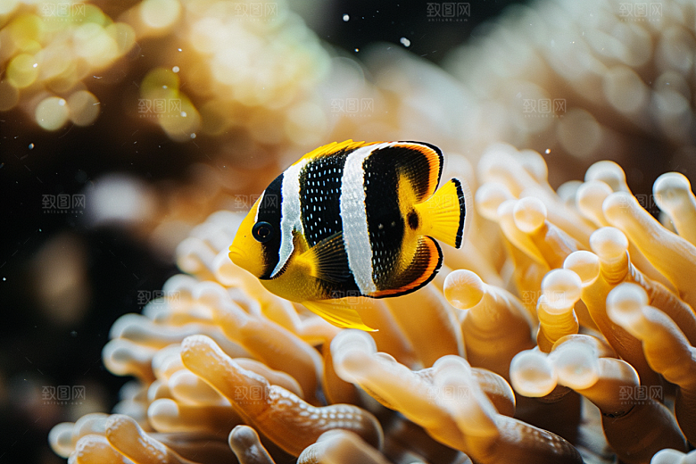 海洋鱼类自然鱼群摄影图