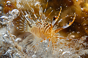 海洋鱼类珊瑚礁海水摄影图