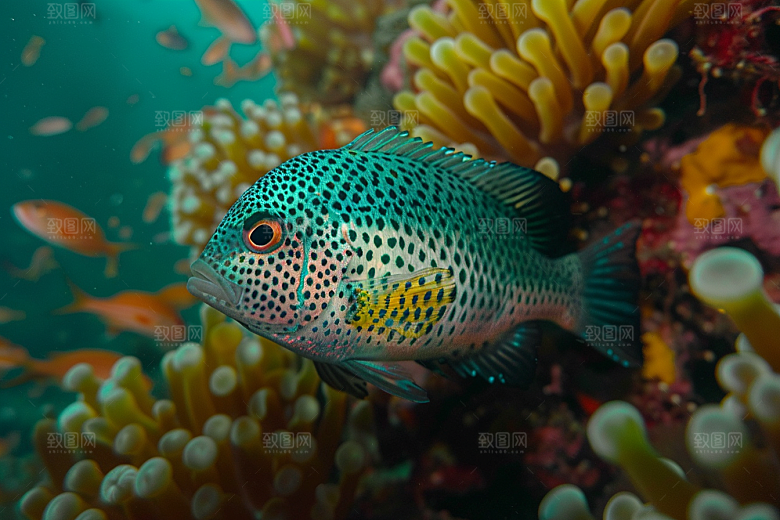 海洋鱼类浮潜彩色摄影图