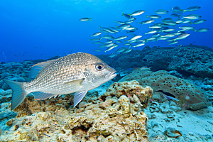 海洋鱼类自然海水摄影图