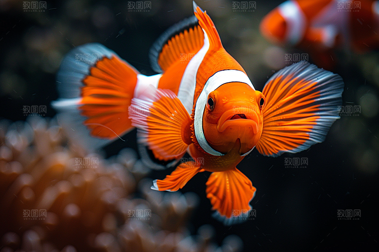 海洋鱼类珊瑚礁海底世界摄影图