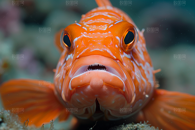 海洋鱼类珊瑚礁海鱼摄影图