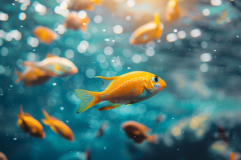 海洋鱼类海水大海摄影图