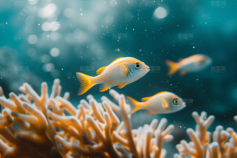 海洋鱼类浮潜大海摄影图