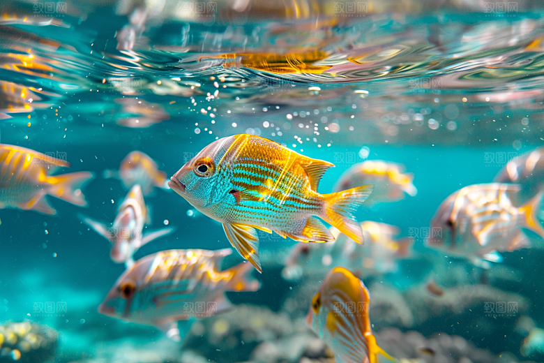 海洋鱼类缤纷鱼群摄影图