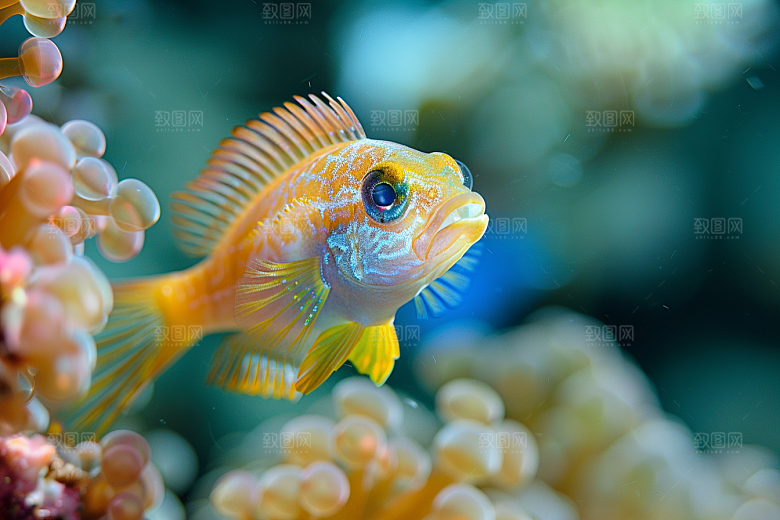 海洋鱼类海水高清摄影图